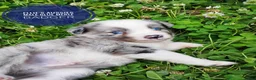 Miniature Australian Shepherd dogs for sale: Badger  - Ad 7