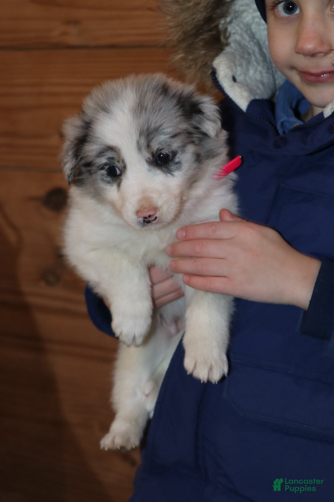 Border Collie dogs for sale: holly - Ad 5