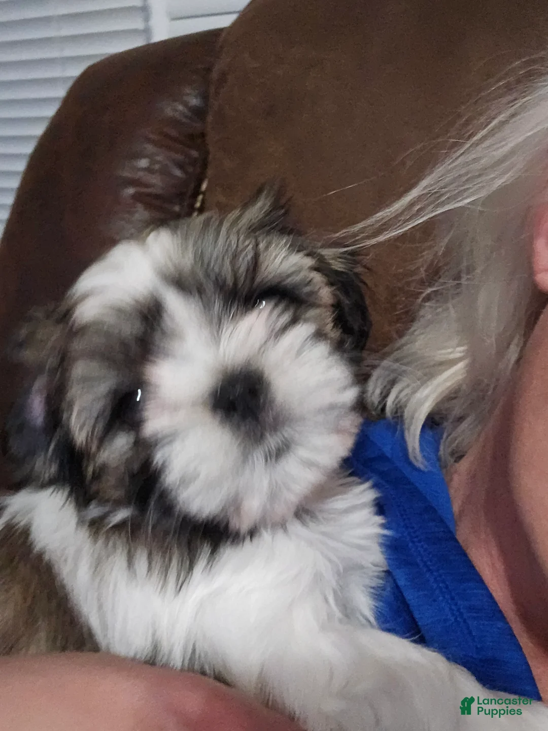 Shorkie dogs for sale: Green - Ad 1