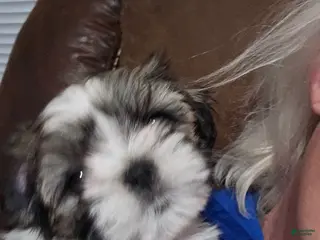 Shorkie dogs Green - Ad 39