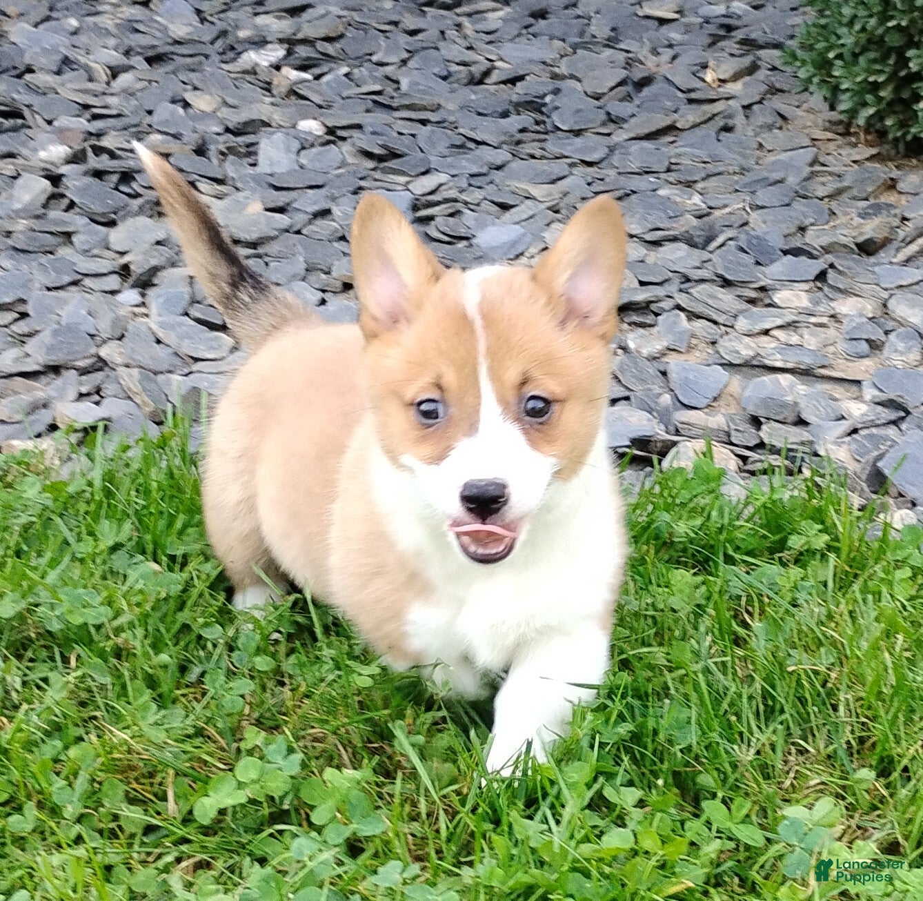 Welsh Corgi Pembroke dogs Aspen - Ad 2