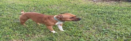 Staffordshire Bull Terrier dogs for sale: Boy - Ad 2