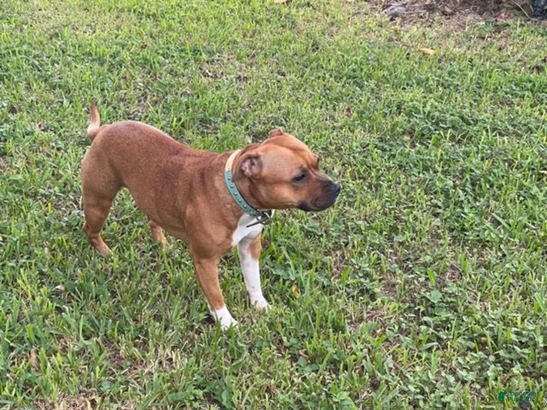 Staffordshire Bull Terrier dogs for sale: Boy - Ad 2