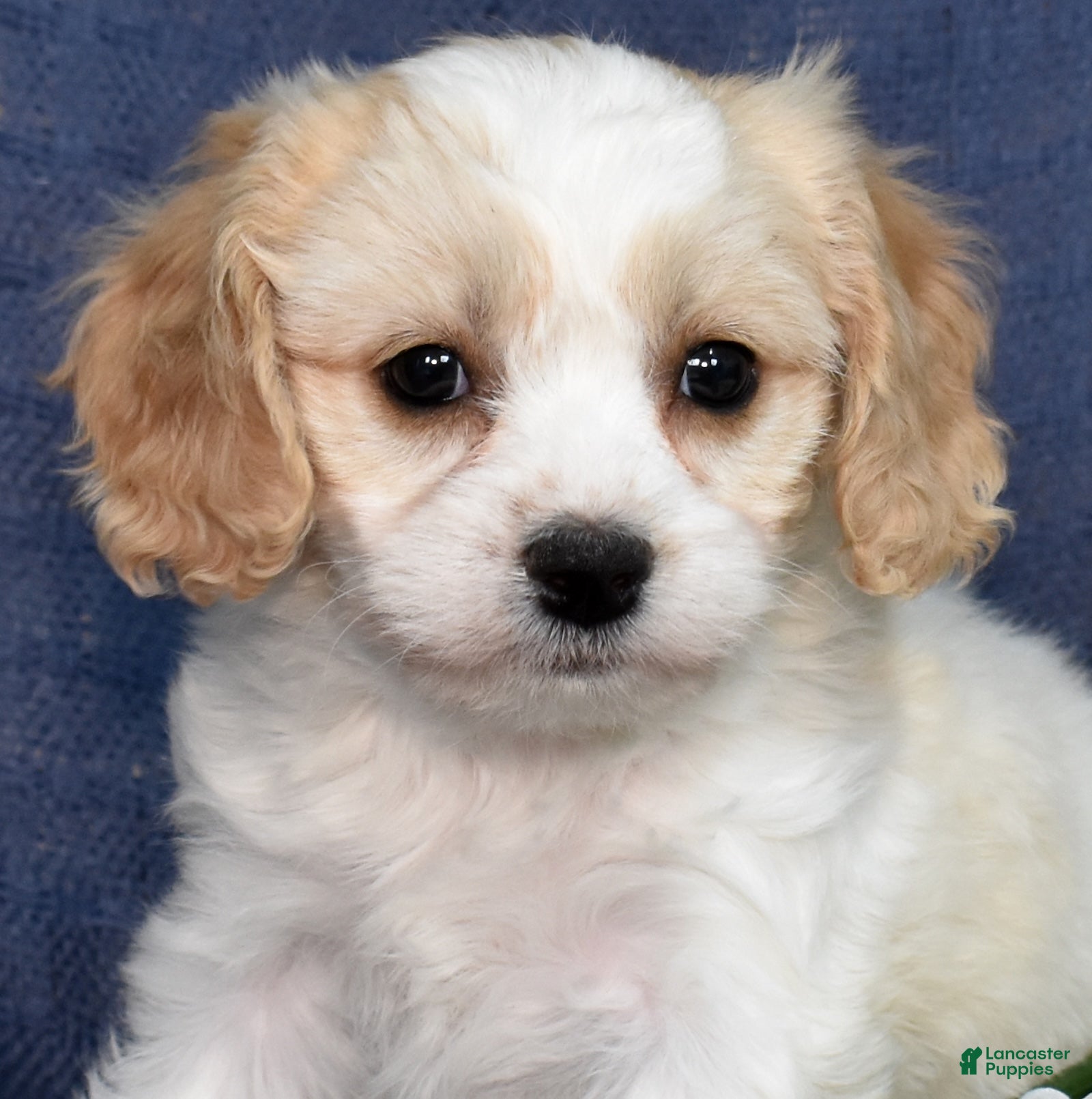 Cavachon dogs Daisy - Ad 1