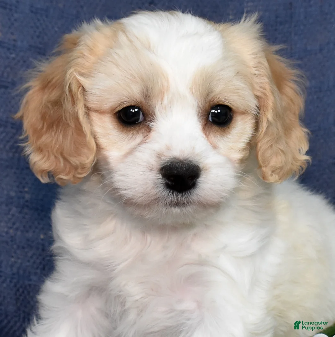 Cavachon dogs for sale: Daisy - Ad 1