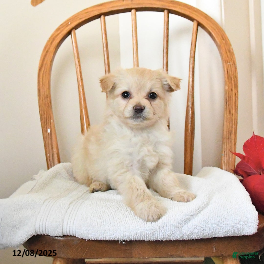 Pomapoo dogs for sale: Sadie - Ad 2