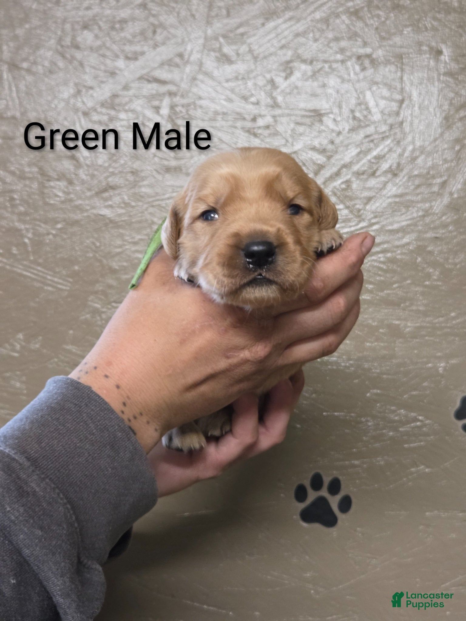 Golden Retriever dogs Bean - Ad 1