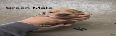 Bean