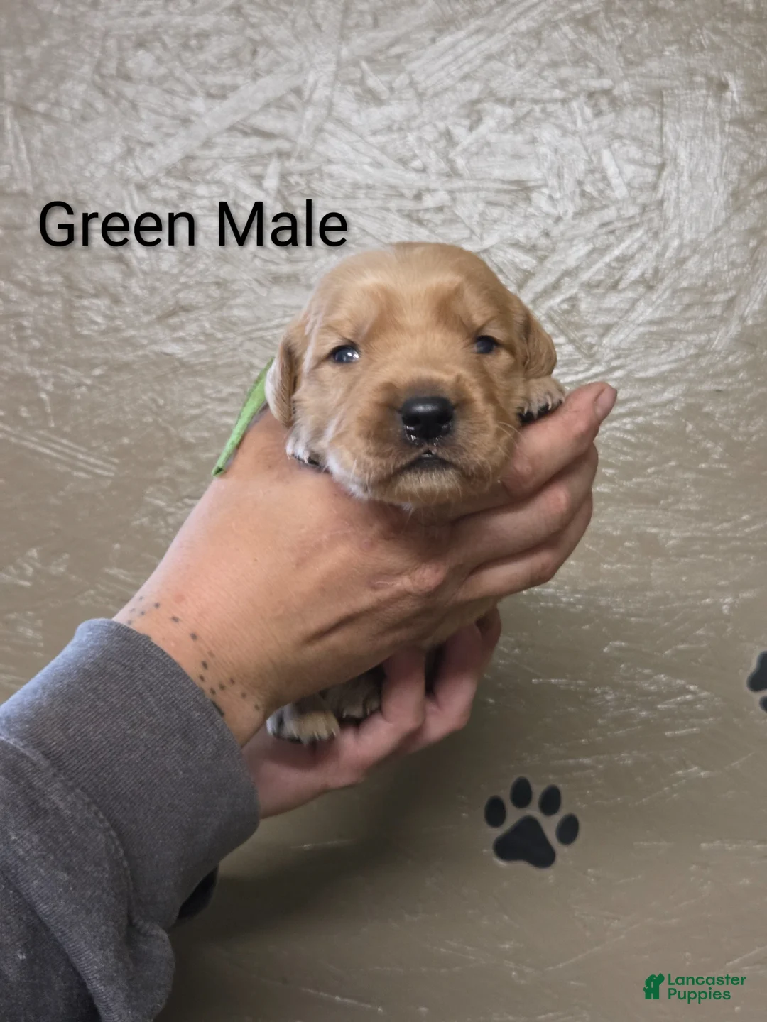 Golden Retriever dogs for sale: Bean - Ad 1