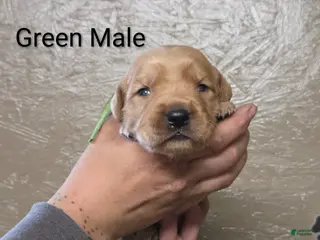 Golden Retriever dogs for sale: Bean - Ad 4