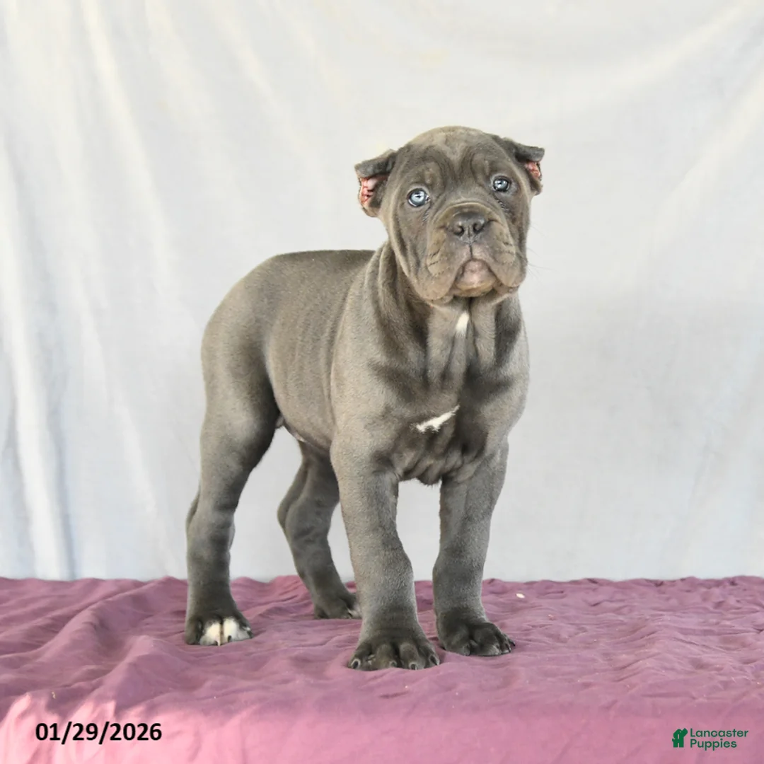 Cane Corso dogs for sale: Meadow - Ad 3