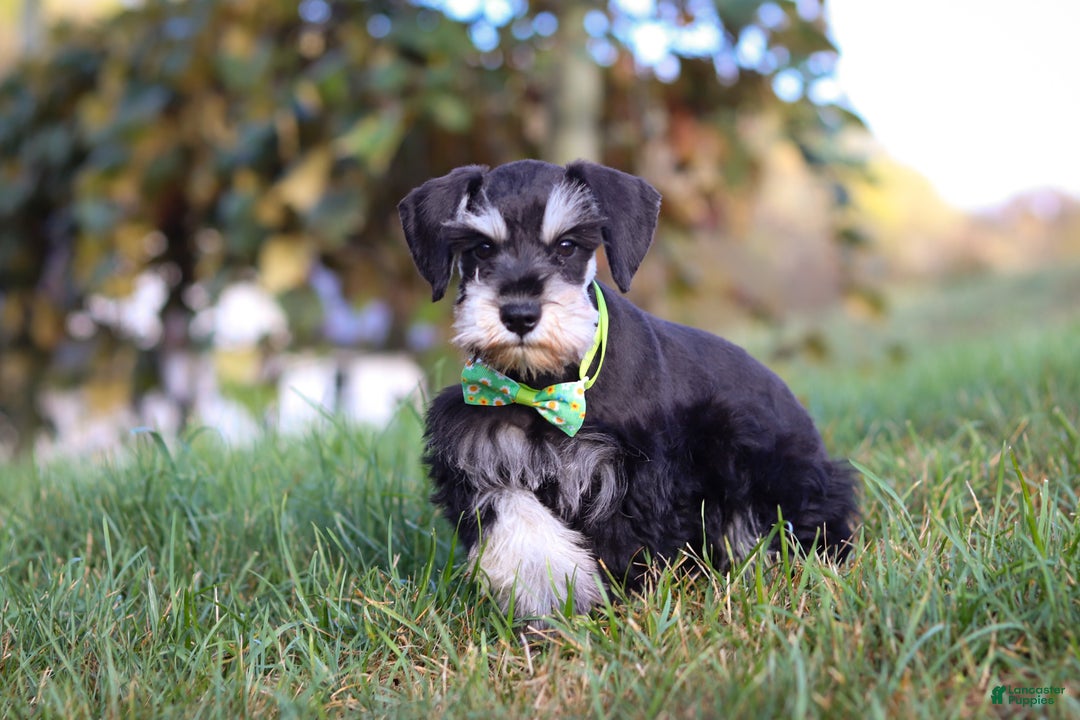 Miniature Schnauzer dogs for sale: Brianna - Ad 9