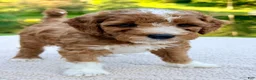 Mini Goldendoodle dogs for sale: Biscuit-petite  - Ad 3