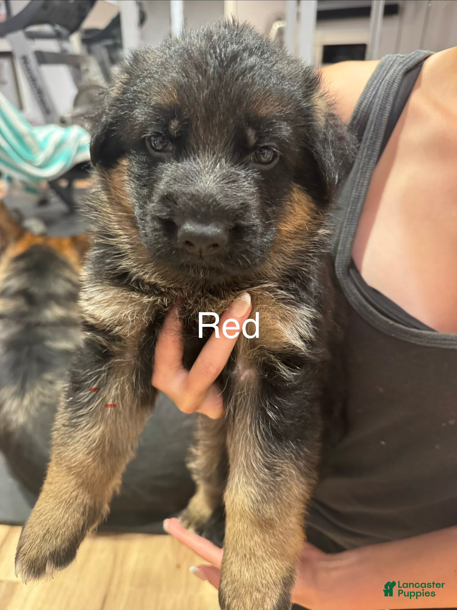 German Shepherd dogs Red - Ad 1