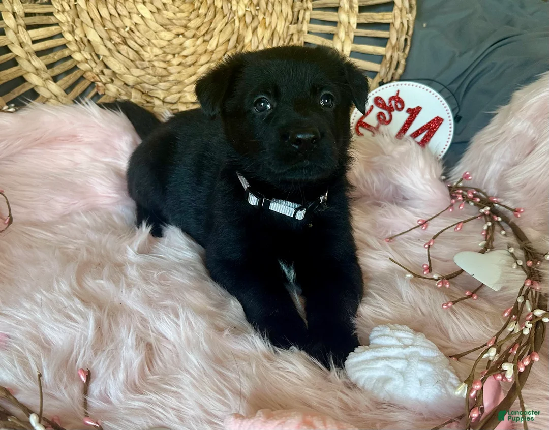 German Shepherd dogs for sale: Aster - Ad 2