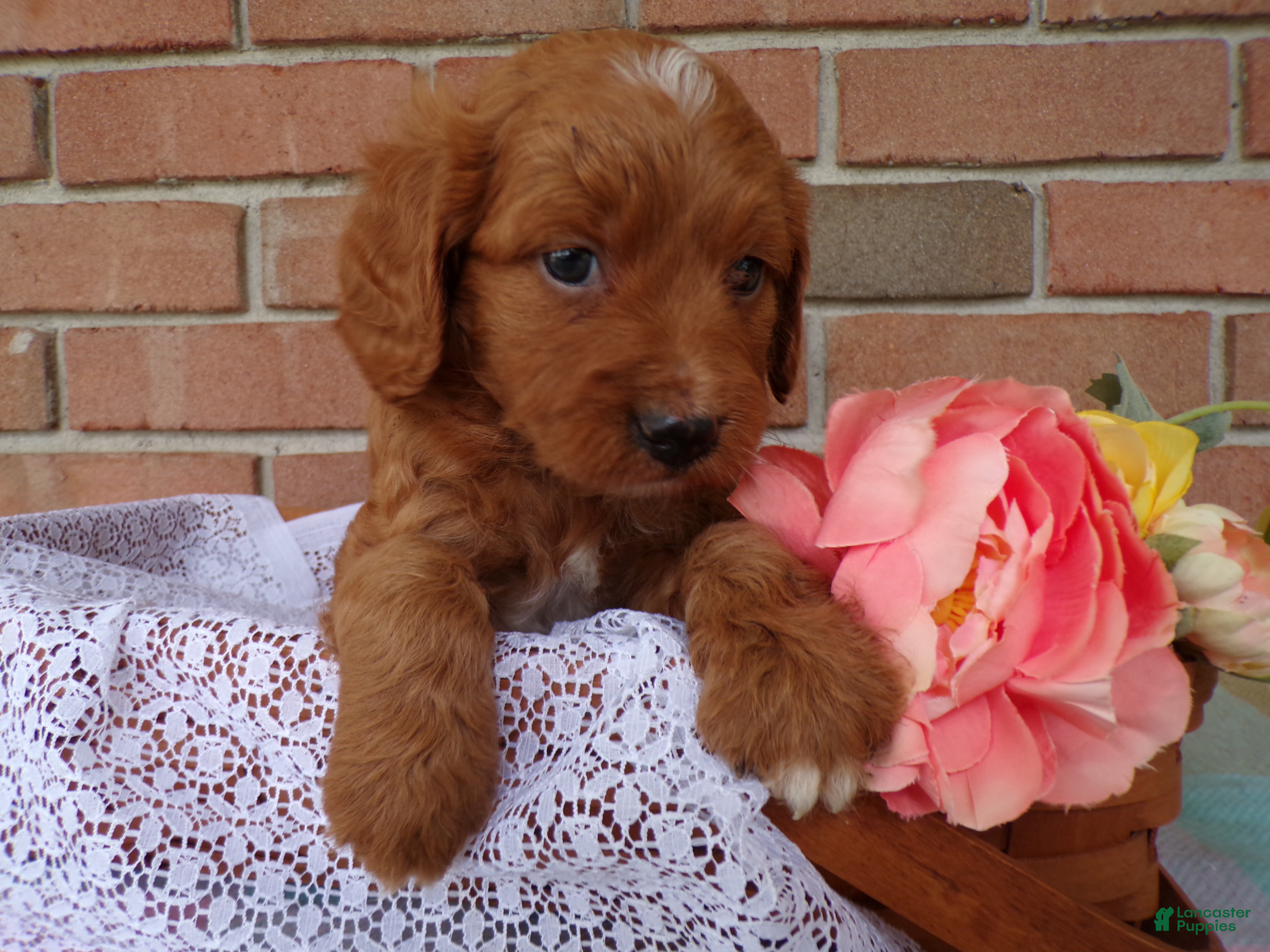 Cockapoo dogs Casper - Ad 1