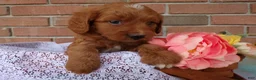 Cockapoo dogs for sale: Casper - Ad 1