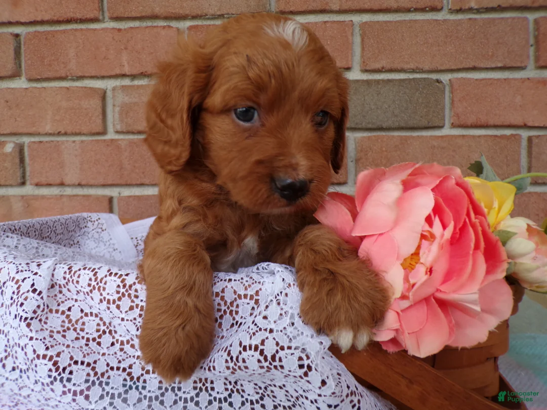 Cockapoo dogs for sale: Casper - Ad 1
