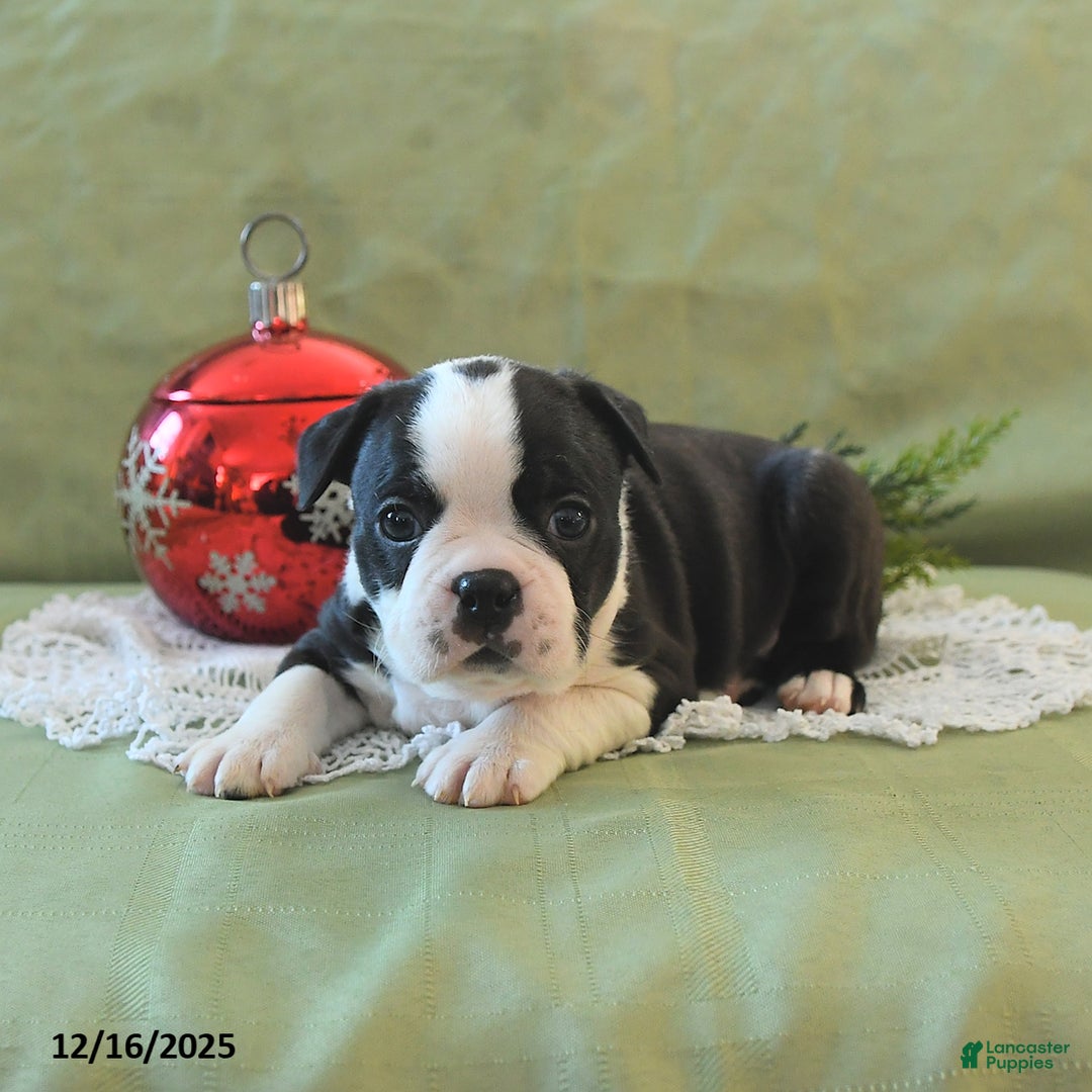 Boston Terrier dogs for sale: Jingles - Ad 15