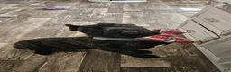 Cane Corso dogs for sale: Cane Corso 2 - Ad 10