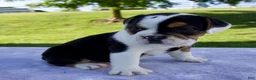 Beabull dogs for sale: Summer - Ad 3