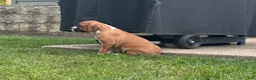 Boxer dogs for sale: Boxer 3 - Ad 12