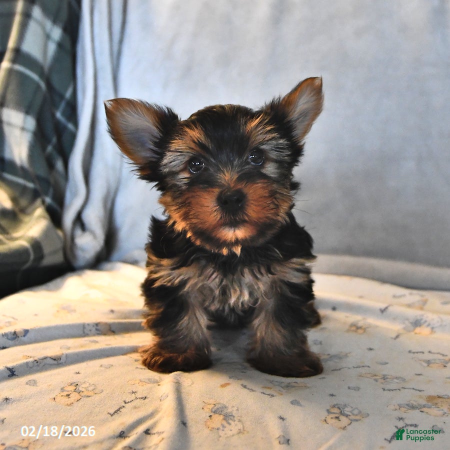 Yorkshire Terrier dogs Rocky - Ad 1