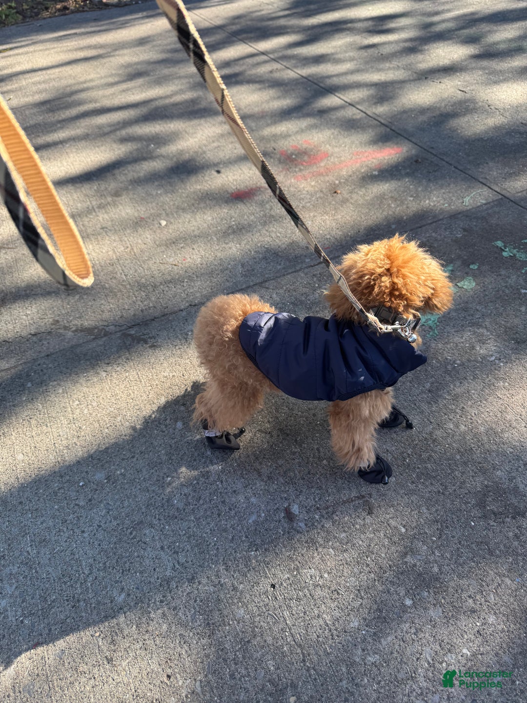 Toy Poodle dogs for sale: Toy Poodle Puppy 1 - Ad 4