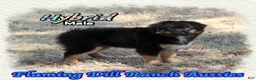 Miniature Australian Shepherd dogs for sale: Hybrid - Ad 2
