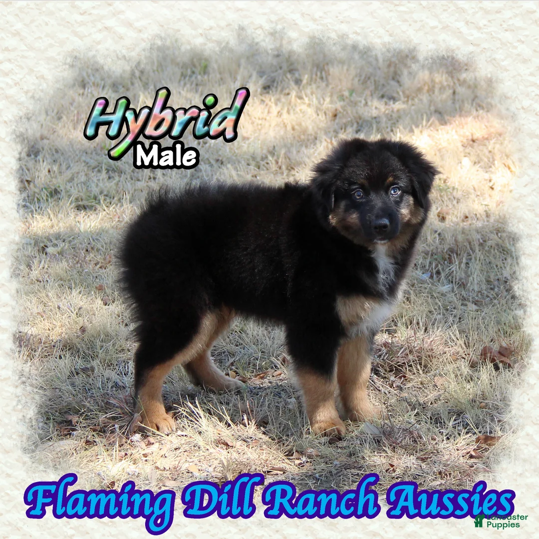 Miniature Australian Shepherd dogs for sale: Hybrid - Ad 2