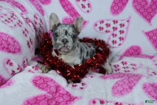 French Bulldog dogs Sammy - Ad 37