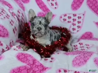 French Bulldog dogs Sammy - Ad 37