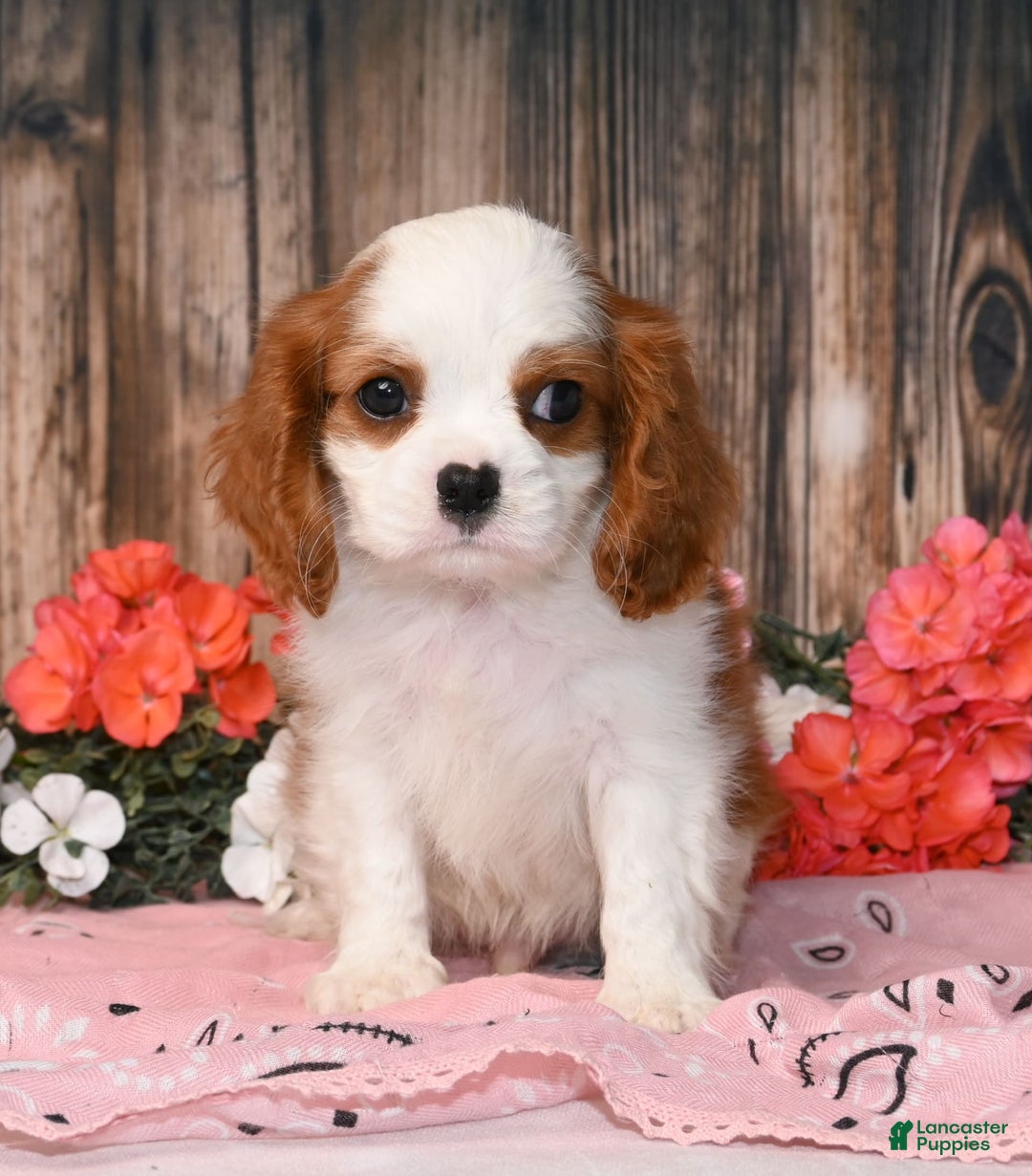 Cavalier King Charles Spaniel dogs for sale: Vegas - Ad 1
