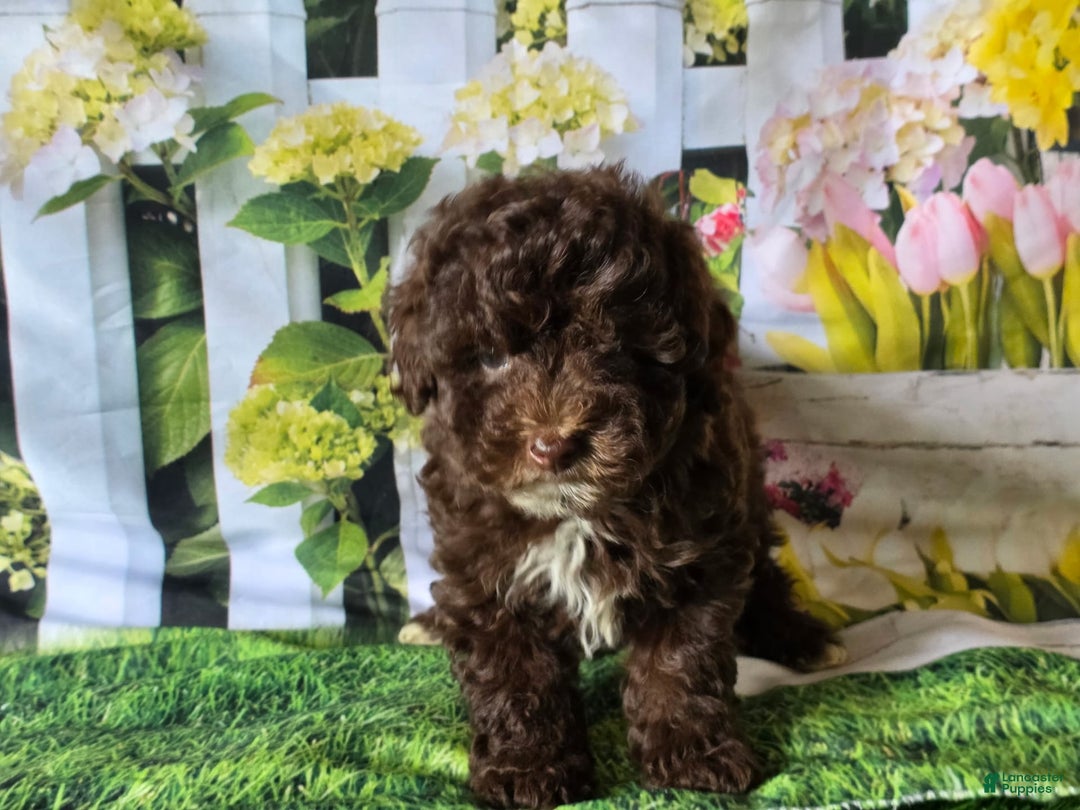 Gallery Image {{count}}