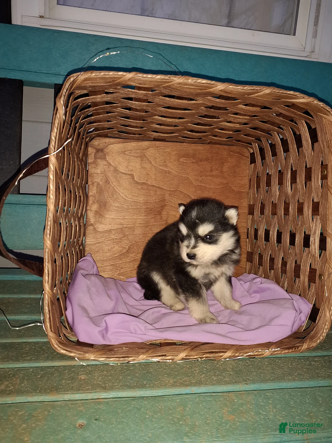 Pomsky dogs for sale: Diamond  - Ad 1