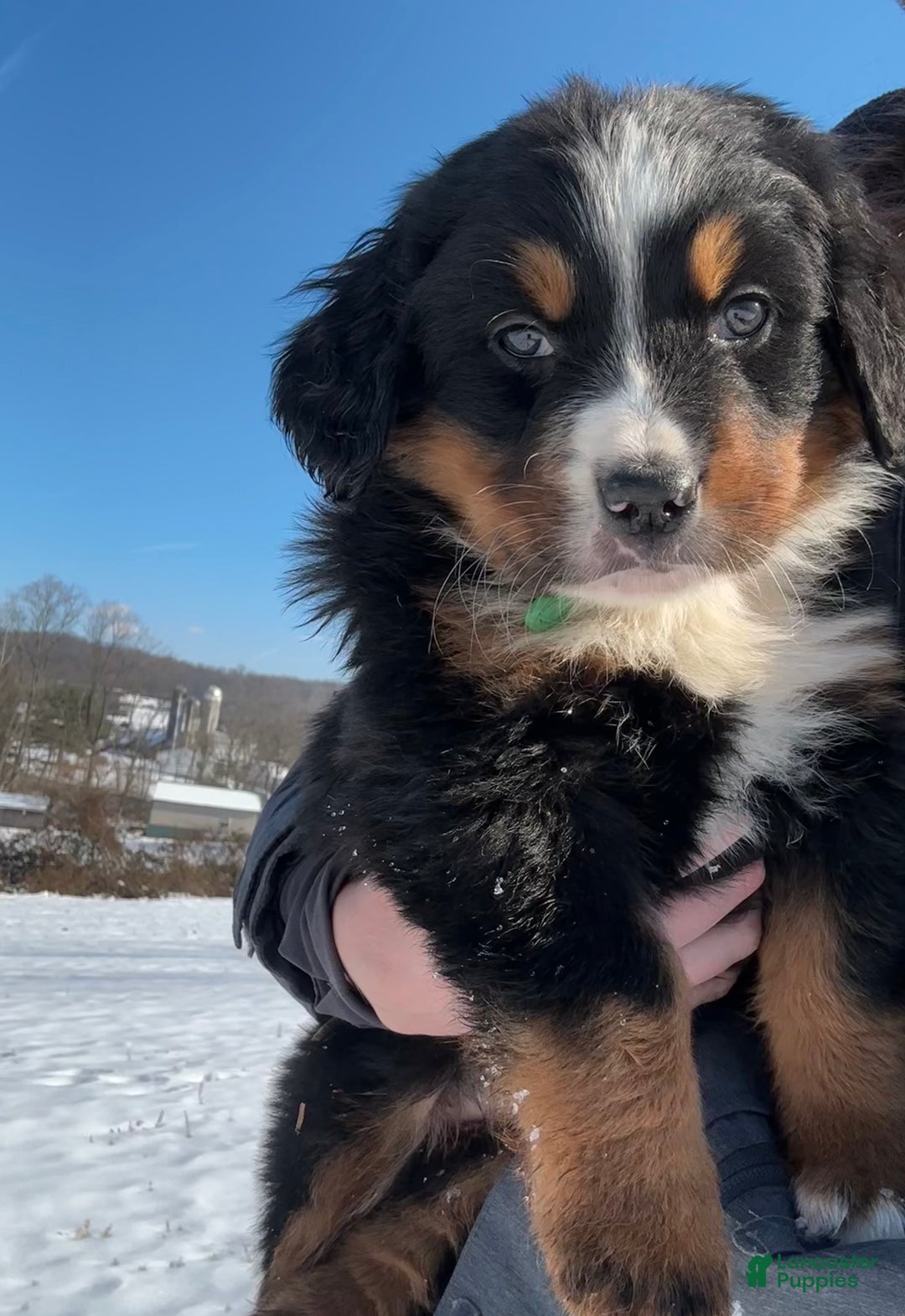 Bernese Mountain Dog dogs for sale: Sabrina - Ad 1