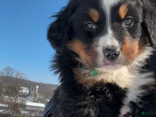 Bernese Mountain Dog dogs Sabrina - Ad 40