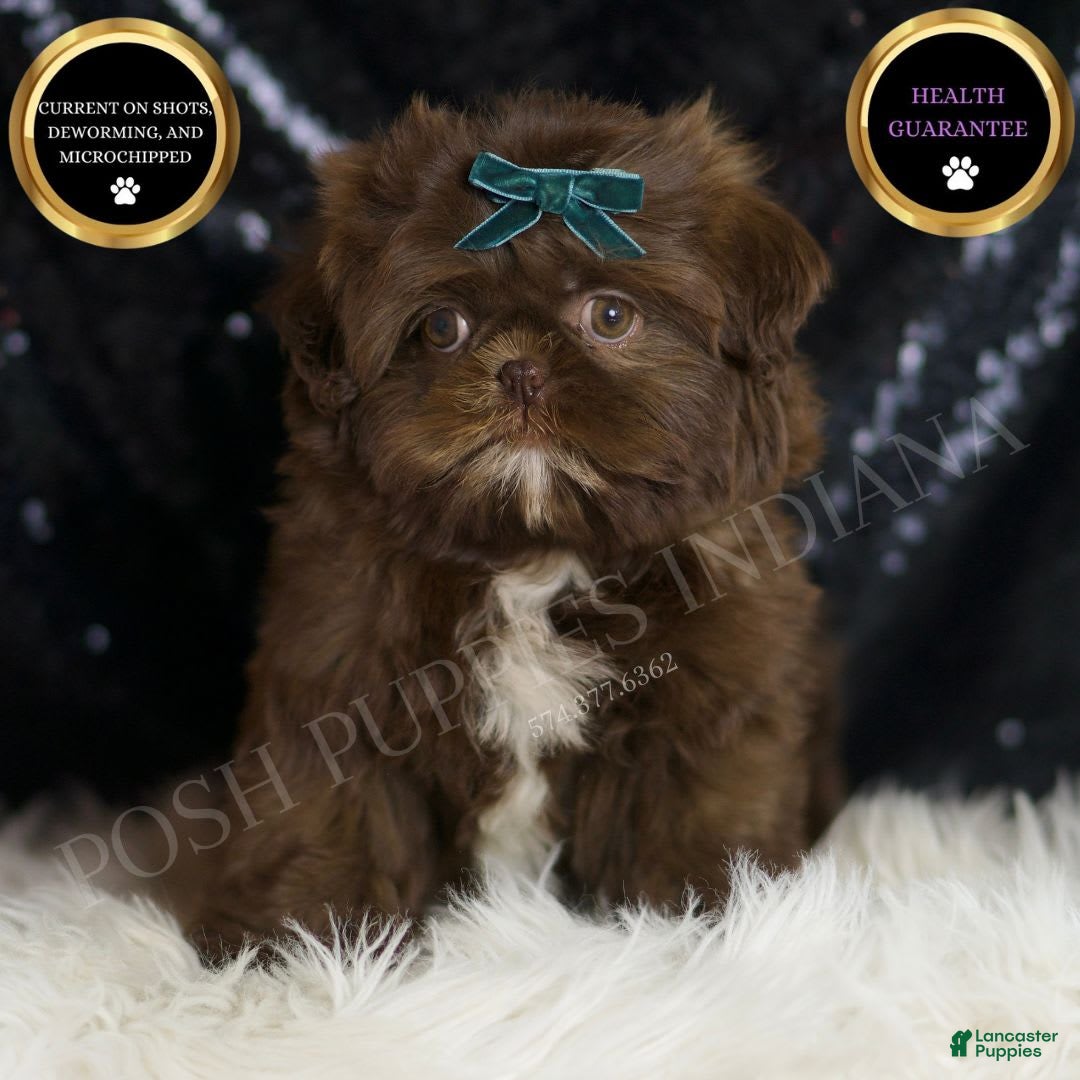 Shih Tzu dogs Dove - Ad 17