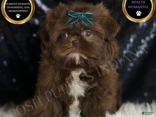 Shih Tzu dogs Dove - Ad 30