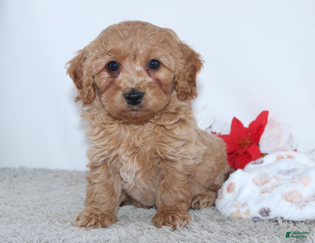 Mini Goldendoodle dogs for sale: Irvin - Ad 4