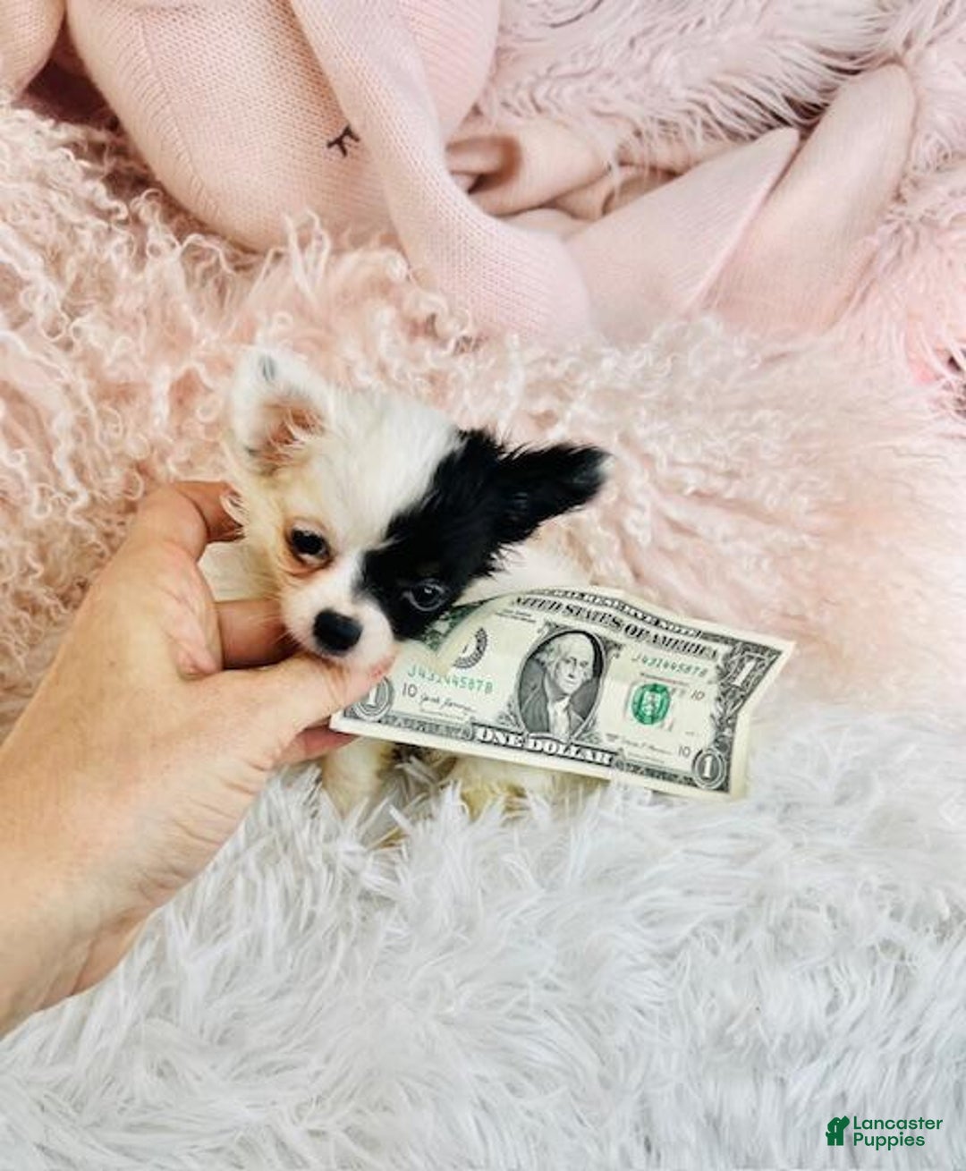 Chihuahua dogs for sale: Chihuahua Puppy 1 - Ad 3