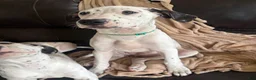 Mixed Breed dogs for sale: Pearl - Ad 7