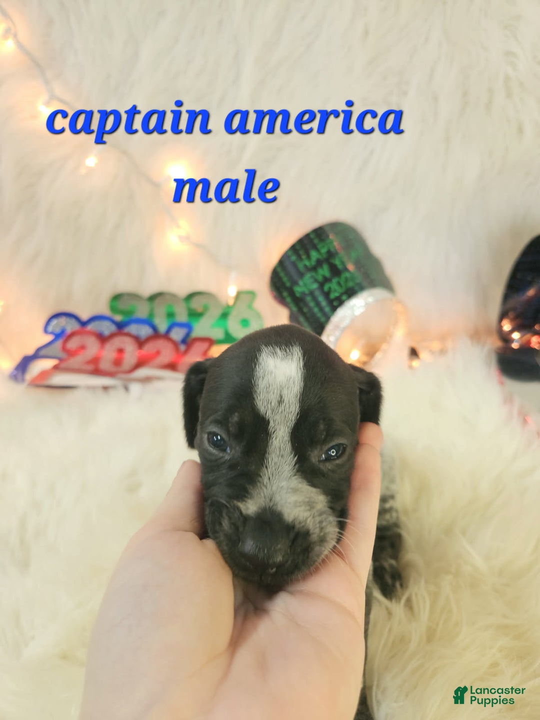 German Shorthaired Pointer dogs for sale: Captain  America  - Ad 1