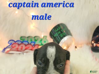 German Shorthaired Pointer dogs Captain America - Ad 31