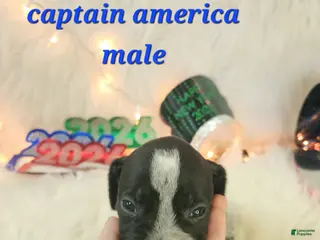 German Shorthaired Pointer dogs Captain America - Ad 6