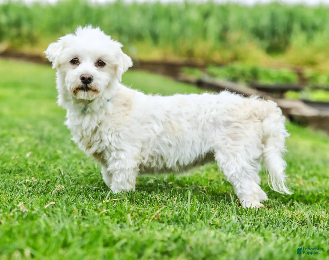 Maltipoo dogs for sale: Star - Ad 7