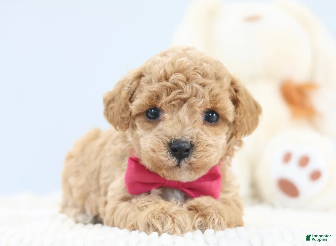 Toy Poodle dogs for sale: Allie - Ad 1