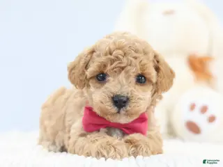 Toy Poodle dogs for sale: Allie - Ad 3