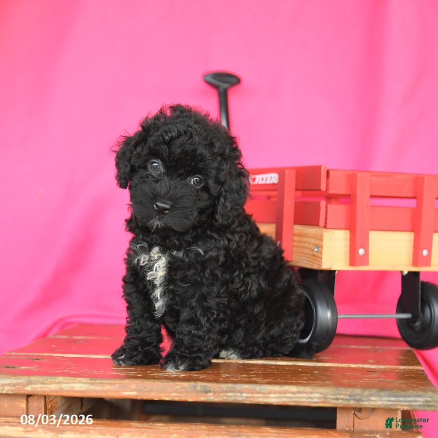 Miniature Poodle dogs Kenzie - Ad 2