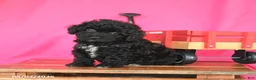 Miniature Poodle dogs for sale: Kenzie - Ad 2